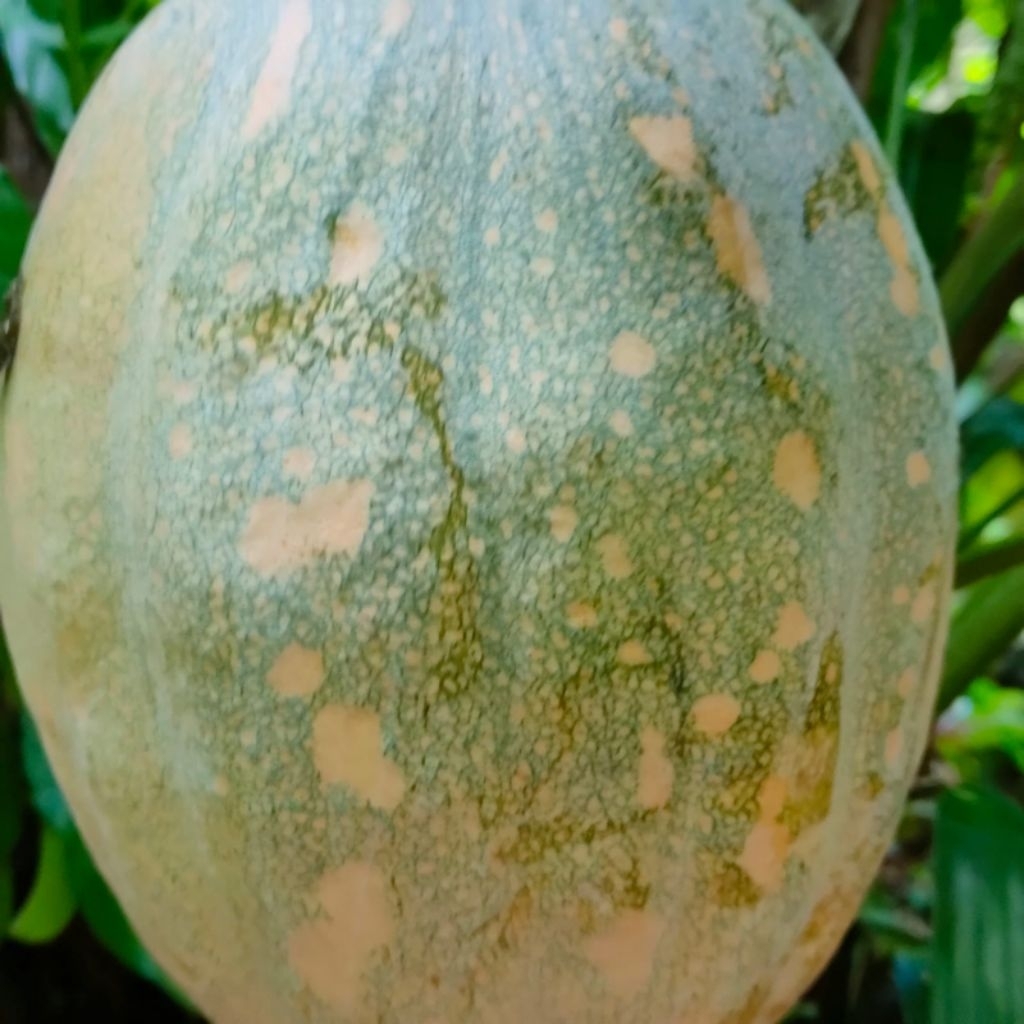 

labu kuning labu tua labu pulen labu jumbo labu kuning bisa jadi sayuran dan cake labu kuning/labu kuning rendah lemak