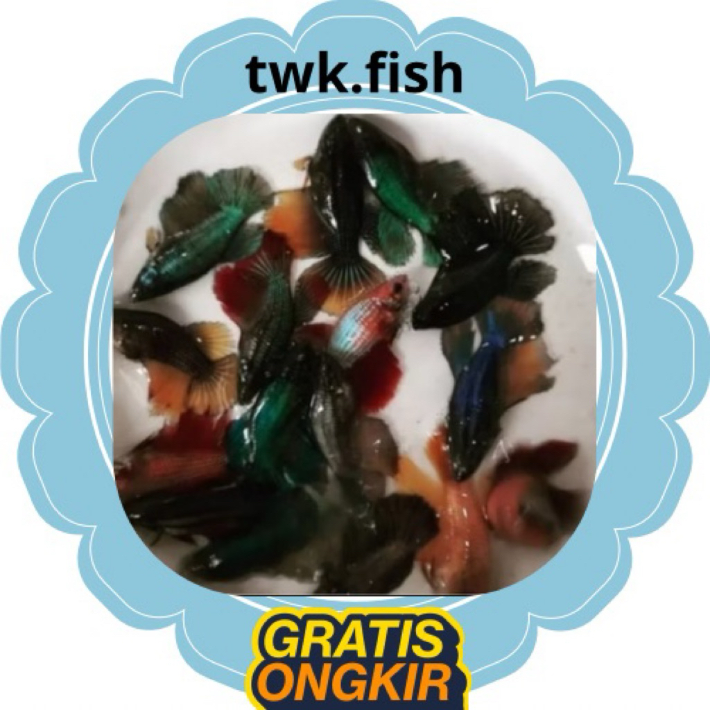 jual ikan cupang halfmoon female/betina siap pijah full telur