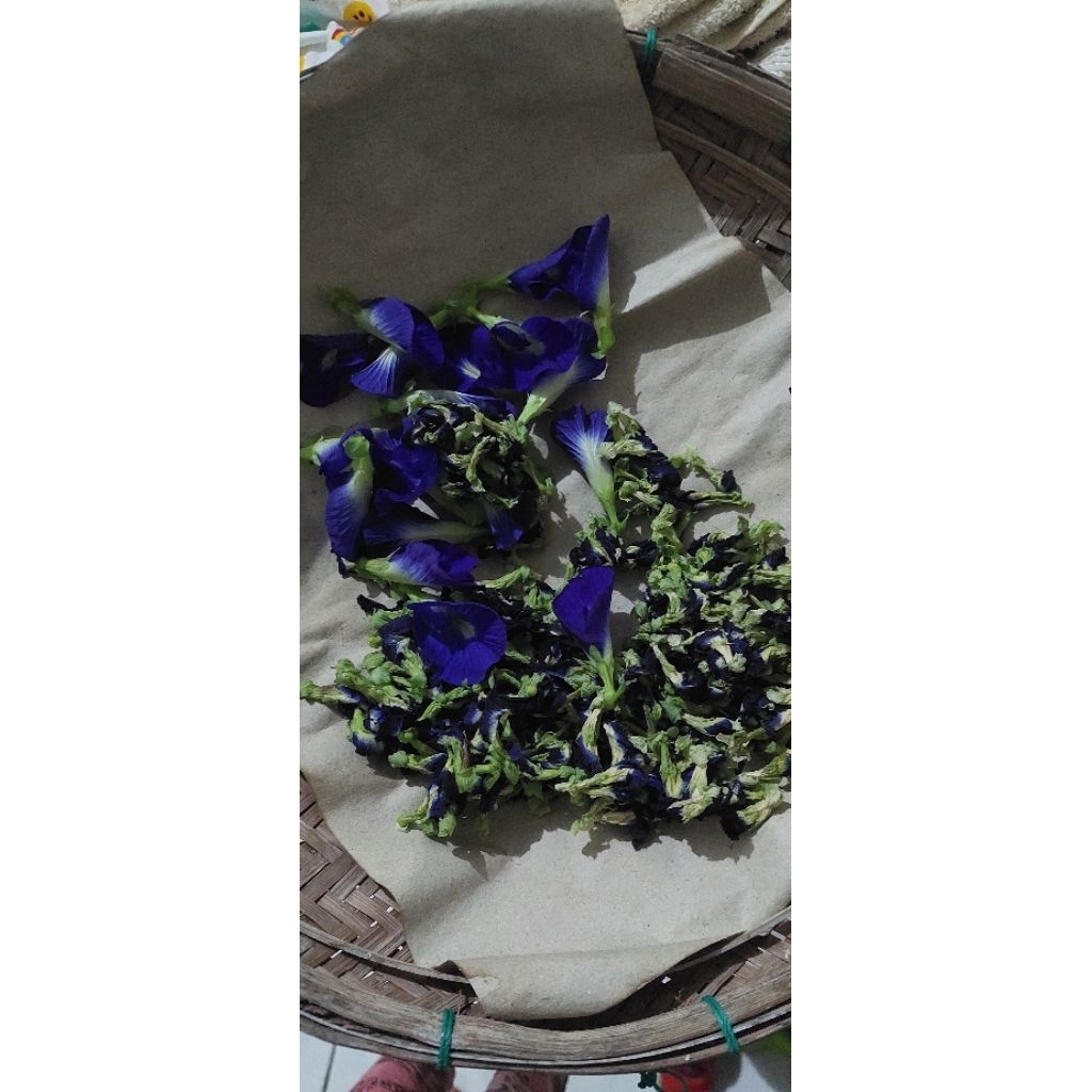 

bunga telang kering