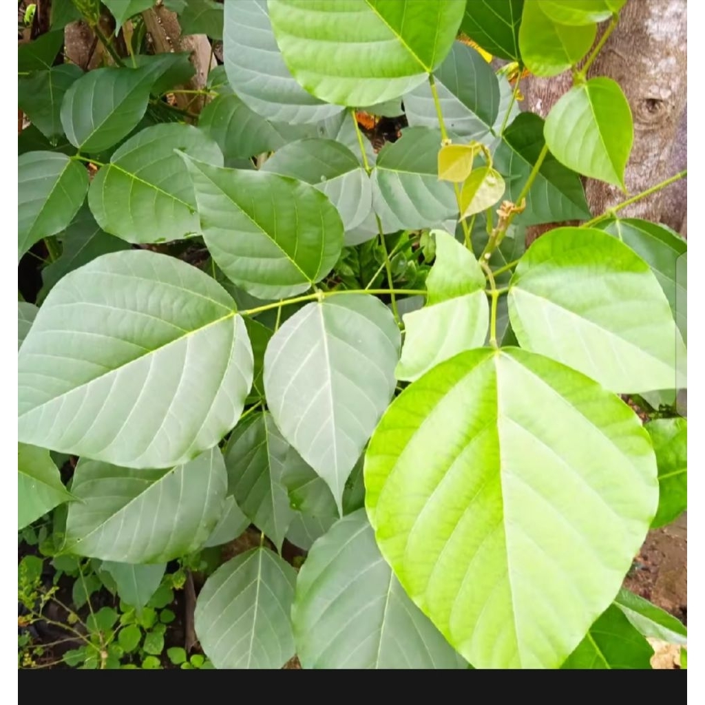 

DAUN DADAP SEGAR 50 LEMBAR OBAT HERBAL