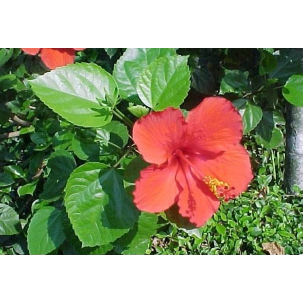 

daun kembang sepatu 500 gram .kaya akan manfaat dan bisa menurunkan panas