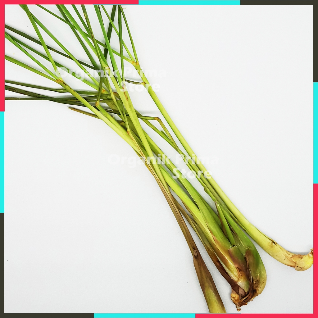 

Sereh Segar 250gr Serai Asli Bersih dan Organik