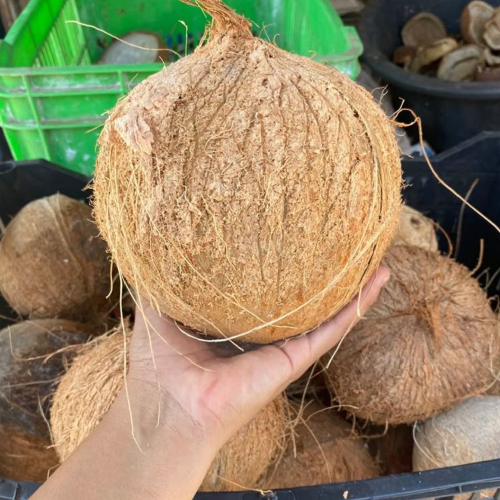 

KELAPA TUA SEGAR UNTUK SANTAN, MINYAK DAN OLAHAN MAKANAN