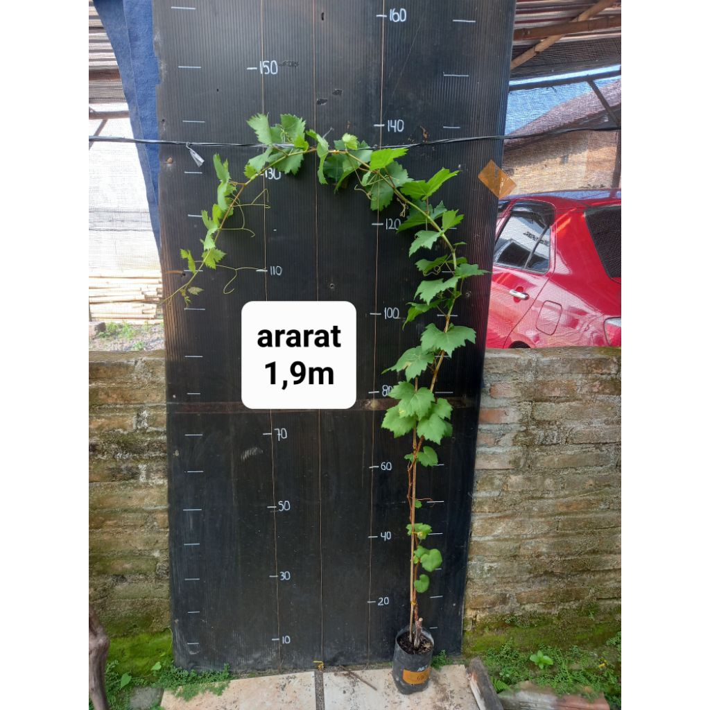

Bibit anggur ararat 1,9m sedless tanpa biji khusus pulau jawa
