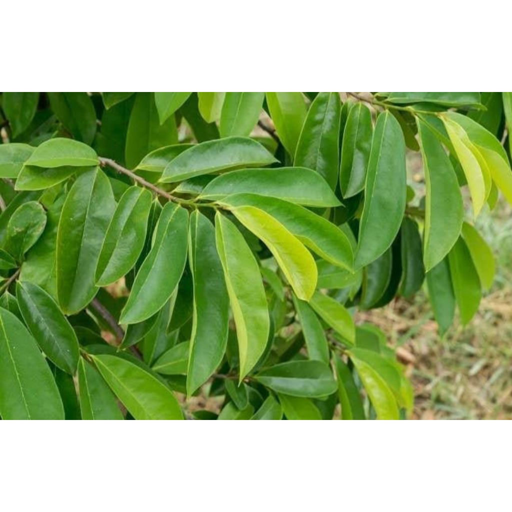 

100 lembar daun sirsak segar untuk kesehatan