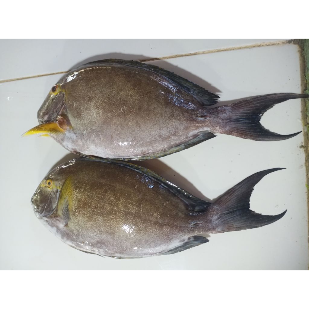 

Ikan Fresh Baronang Hitam Manis 1kg