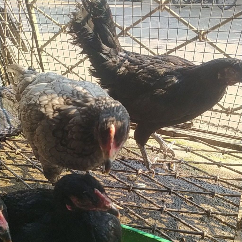 

Ayam potong kampung betina 1.4kg (berat hidup)+ati ampela