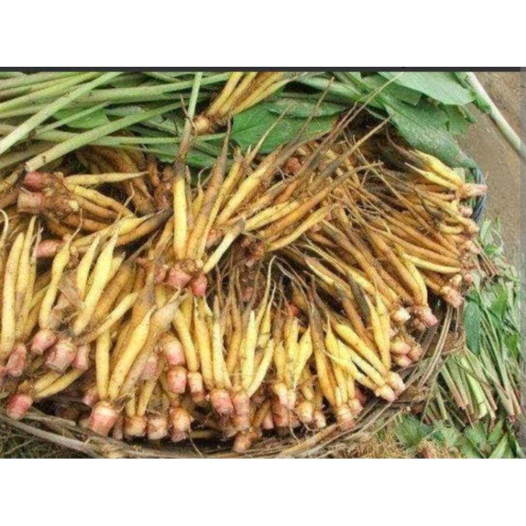 

temu kunci segar fresh