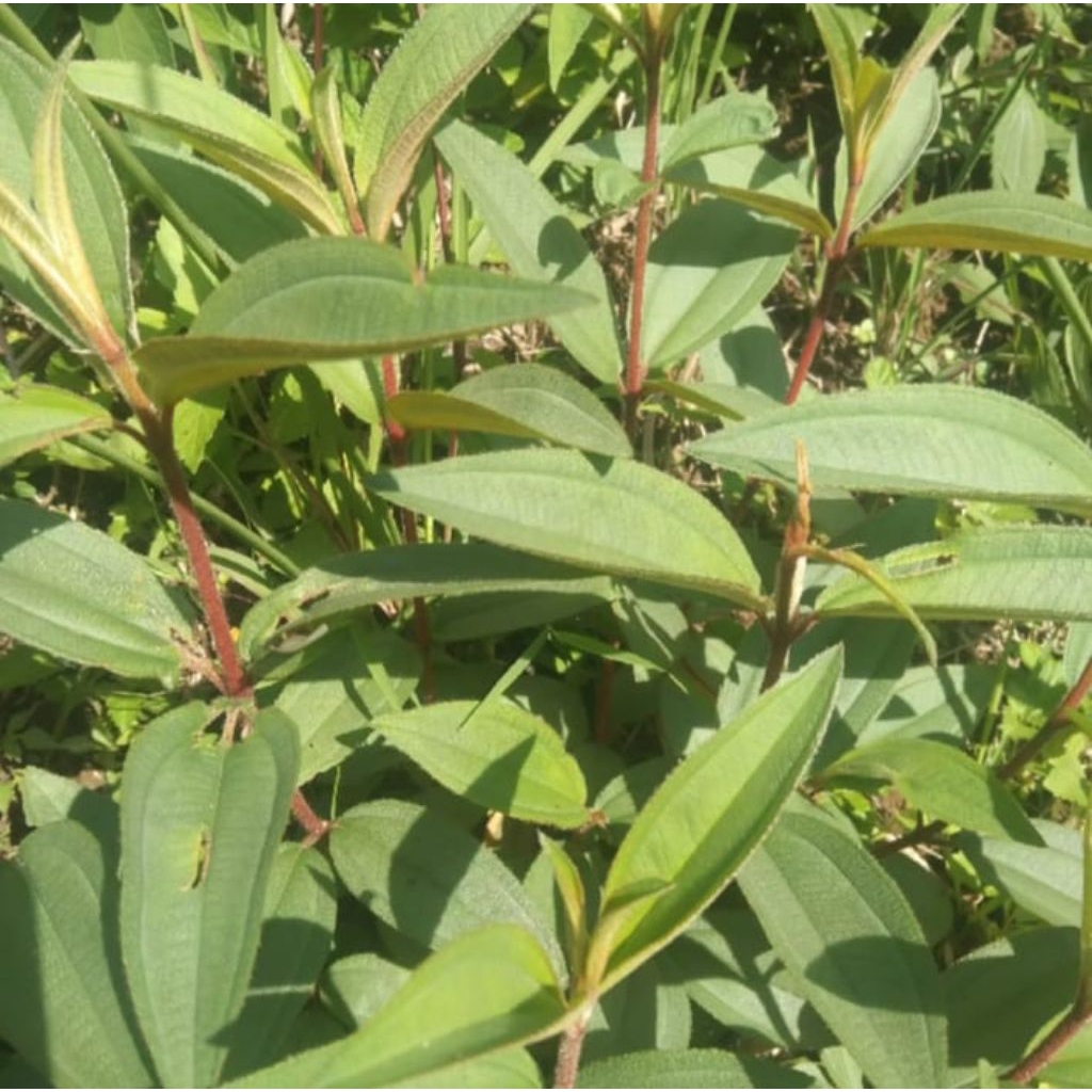 

daun sengani seduduk harendong segar 100 lemba