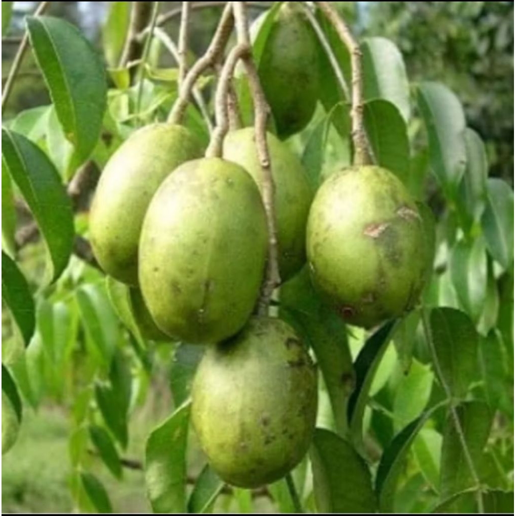 

kedondong mini 1/2 kg