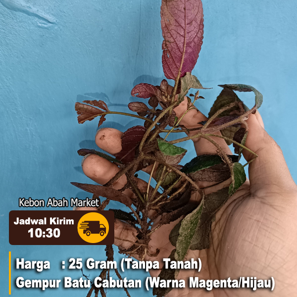 

Daun Gempur Batu Batang Akar Daunnya Per 25 Gram Warna Random