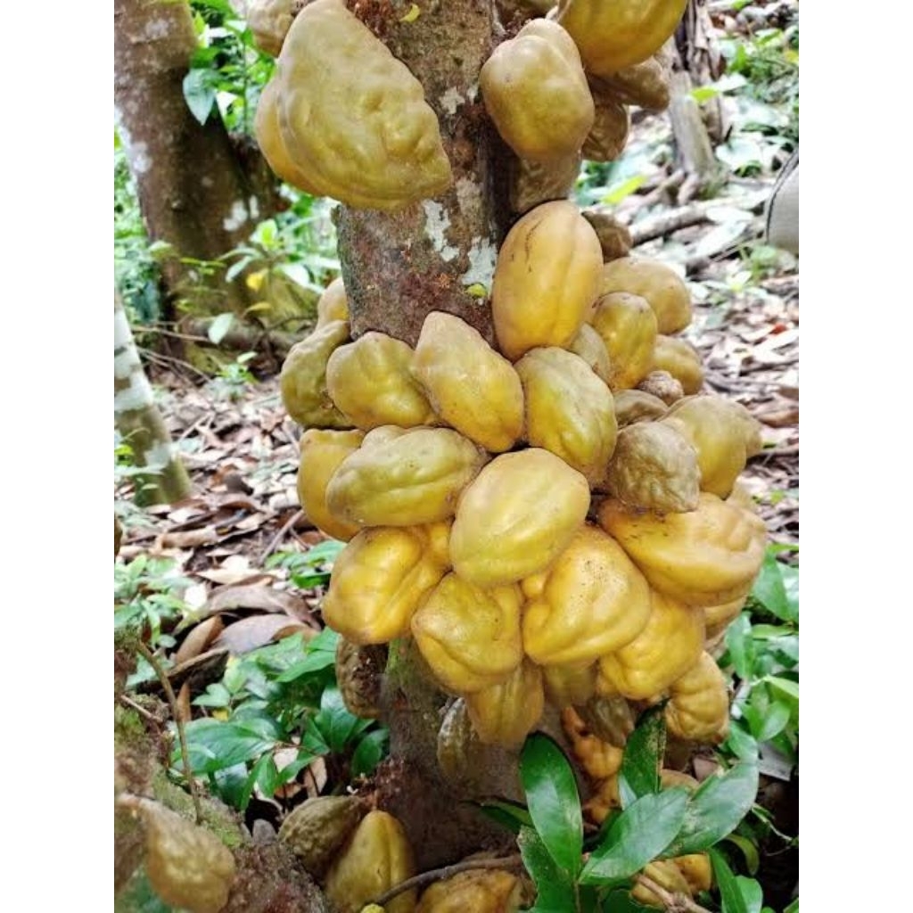 

buah pokih fresh segar langsung petik langsung dari pohon nya 1 butir co 10 gratis 2