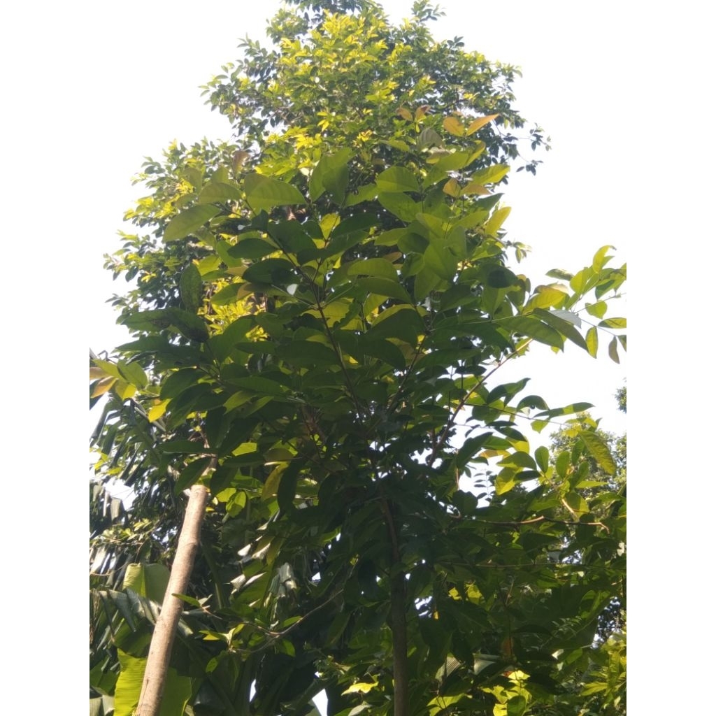 

Daun Salam Segar Berkualitas