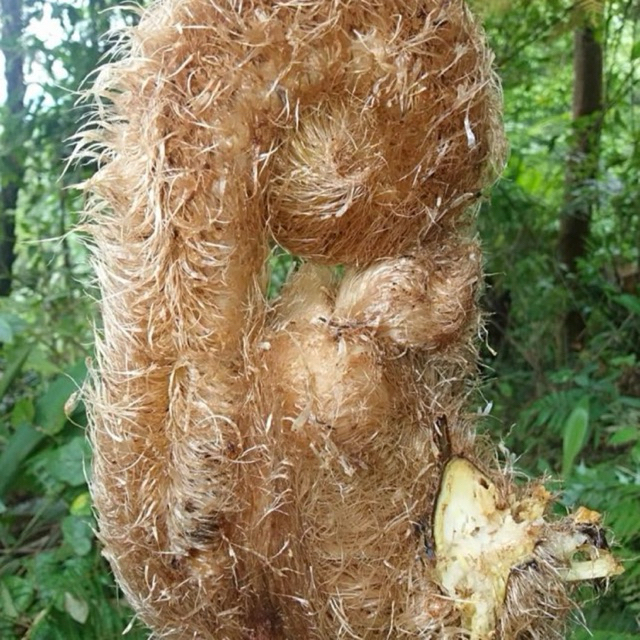 Pakis Monyet Putih Jumbo Tanaman Hias