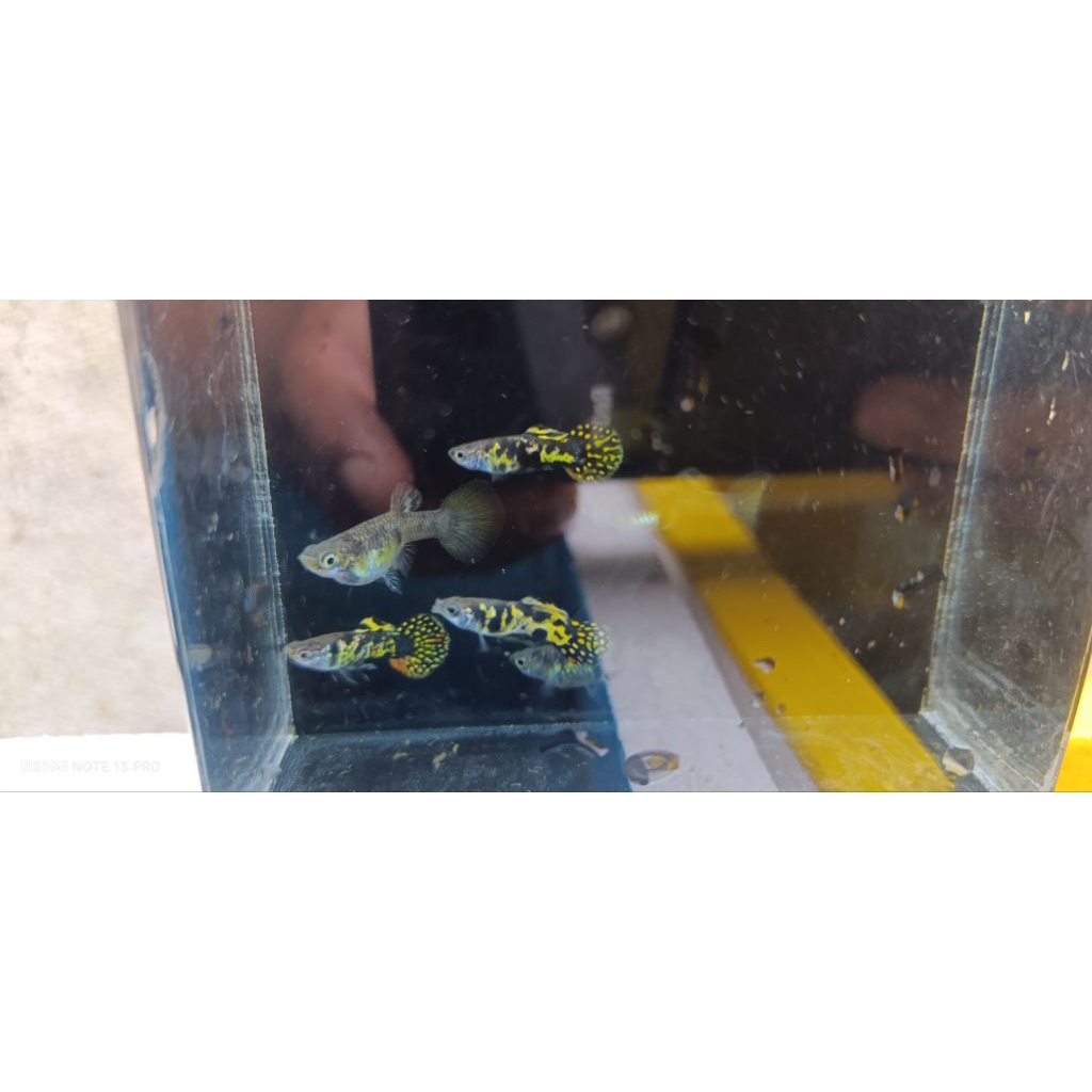 guppy yellow tiger roundtail sepasang