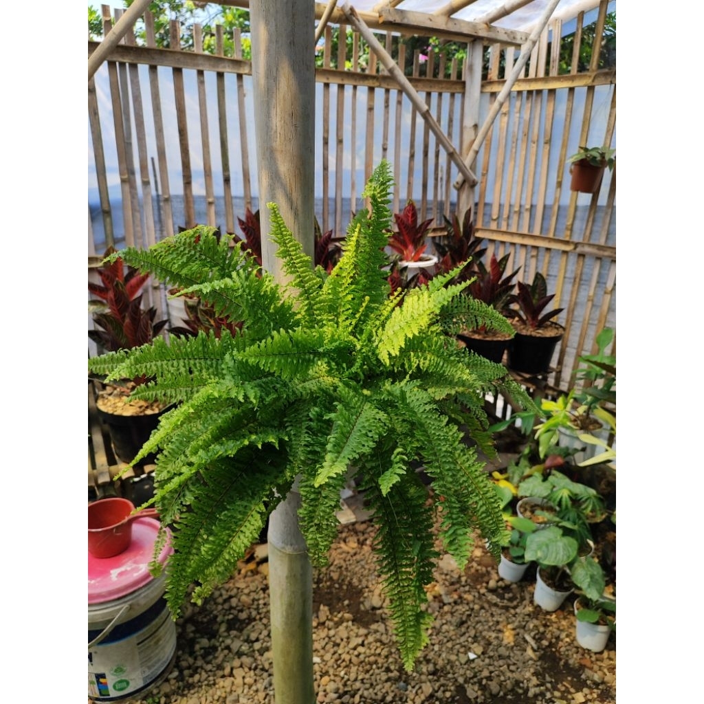 

Pakis Boston plus standlyan yellow variegata