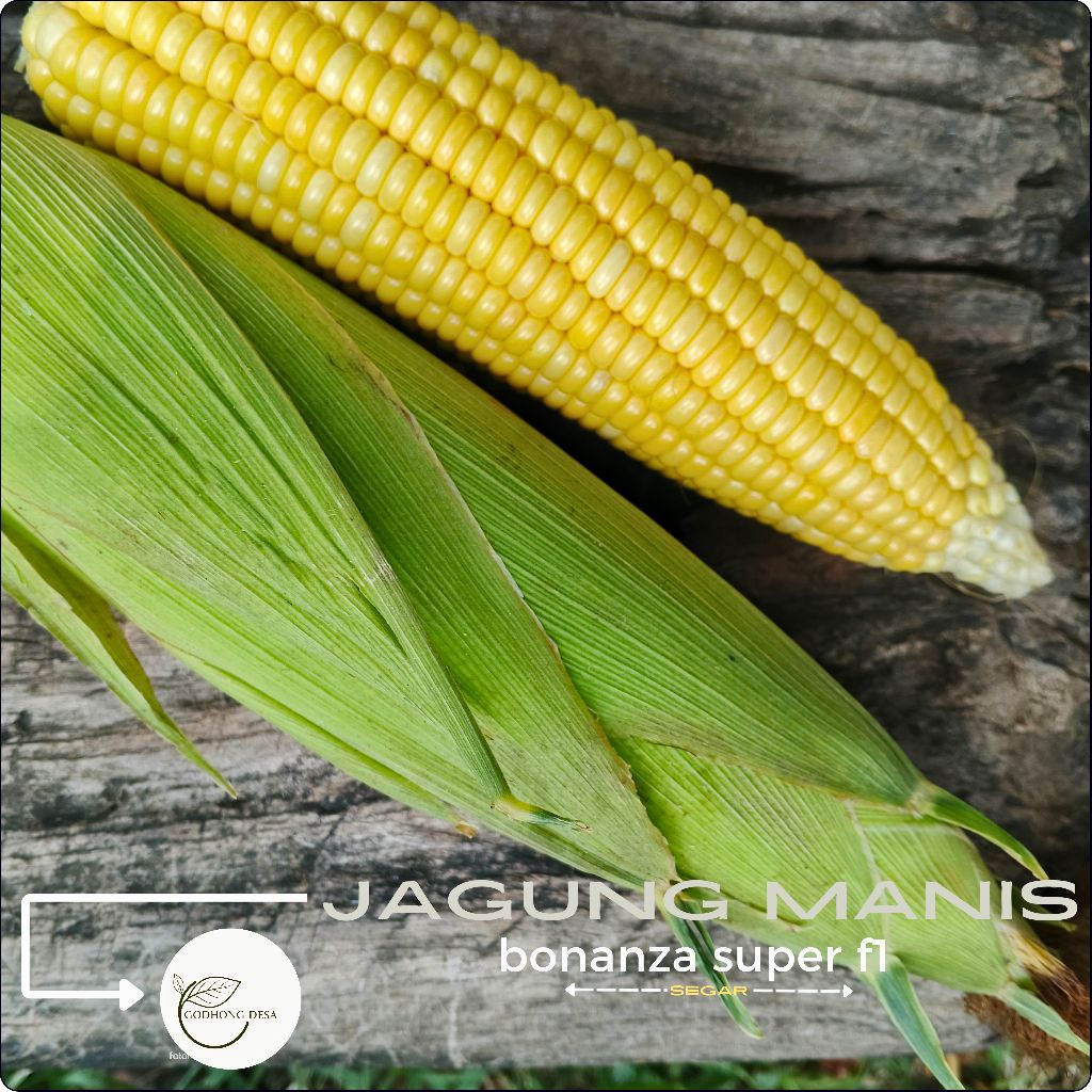 

JAGUNG MANIS SUPER F1 bonanza [1KG] buah dan sayuran
