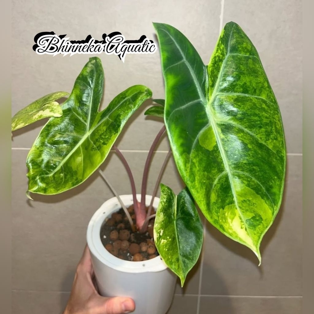 Tanaman Hias Alocasia Pink Dragon Variegated Variegata Varigata Alocacia Real Pict Murah Ekonomis