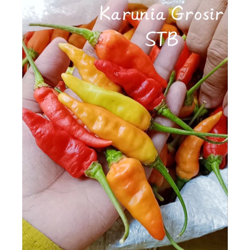 

PROMO! Cabai/Cabe Rawit Merah FRESH SUPER 1 Kg/1000 Gram/ 500gram/ 1/2kg Cabai/Cabe Rawit Merah Fresh Super Pedas Promo Termurah Di Shopee!