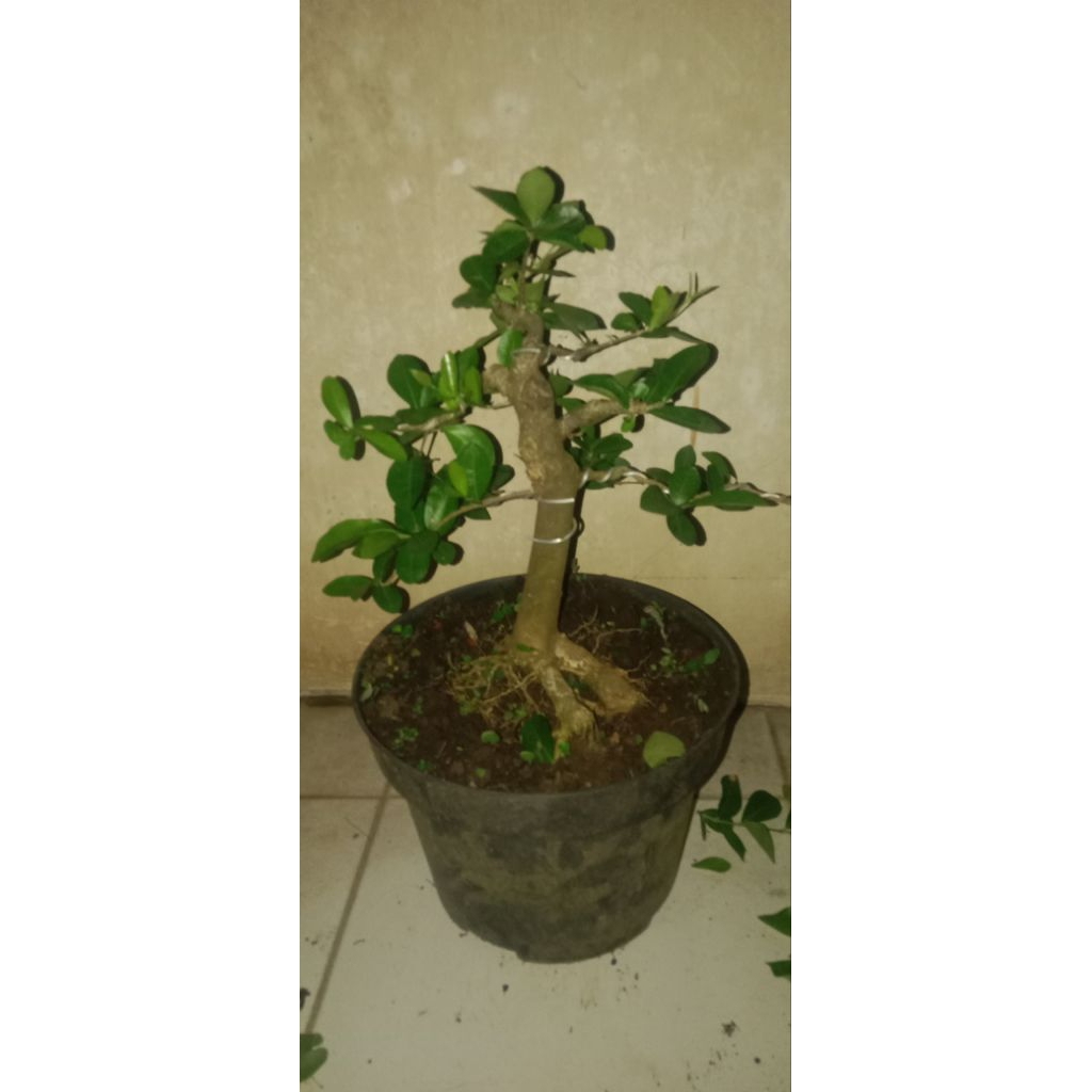 Sianci kecut perakaran muter