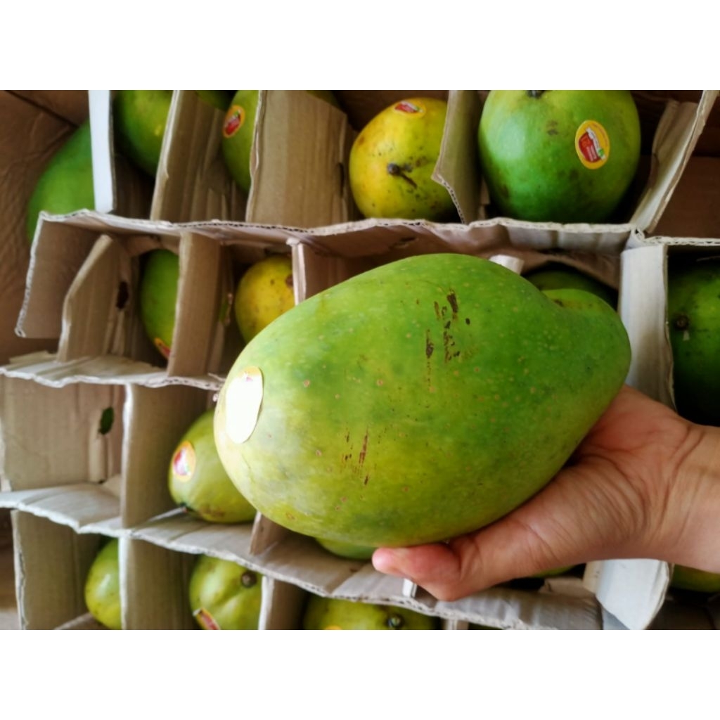 

Mangga Alpukat Klonal 21 | 10kg