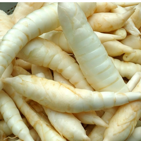 

Umbi Garut Segar Organik 1 Kg Free Ongkir