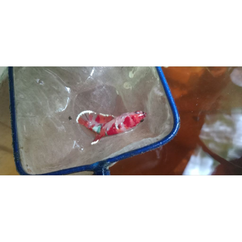 cupang  koi betina siap telur