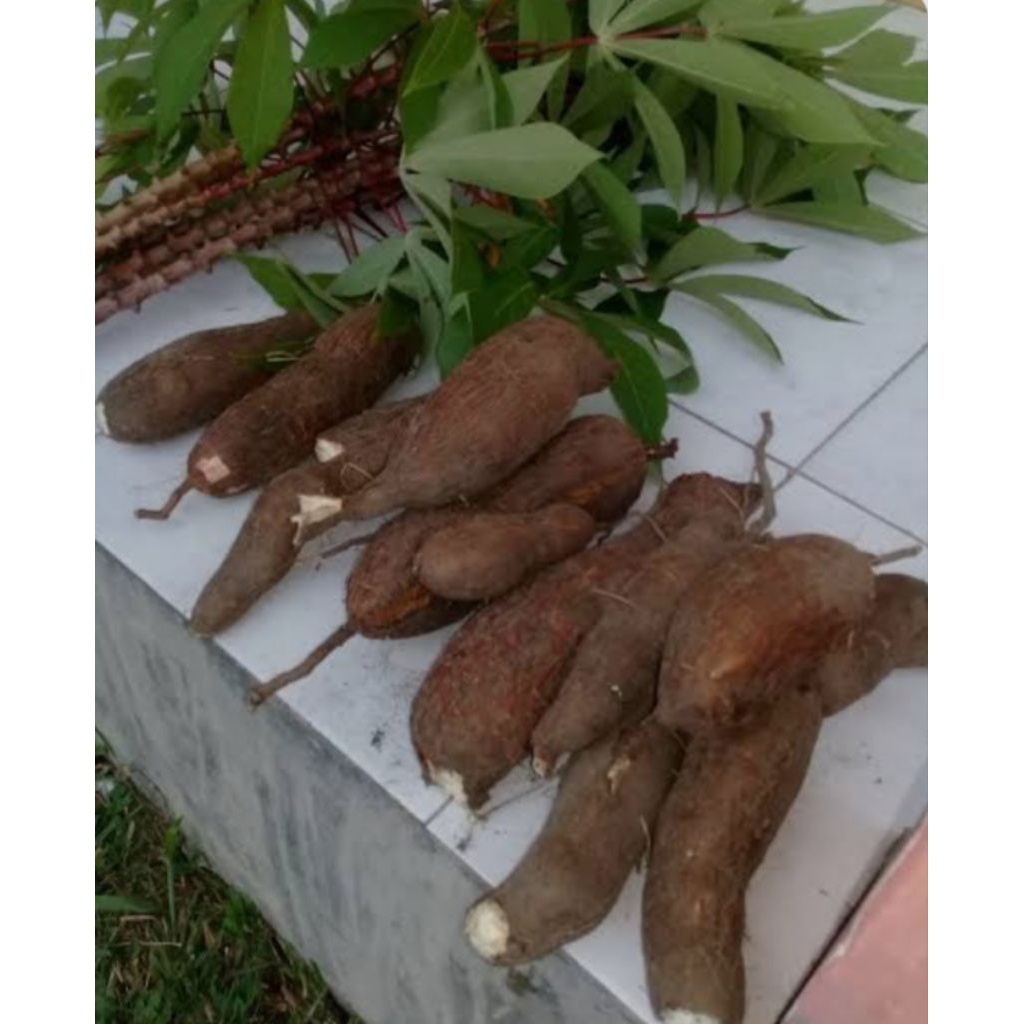 

SINGKONG MAKAN 1kg. PRESS.PESANAN MASUK BARU DI CABUT