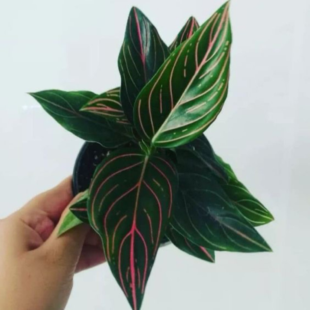 tanaman hias aglonema rotundum tiger - aglonema rotundum tiger