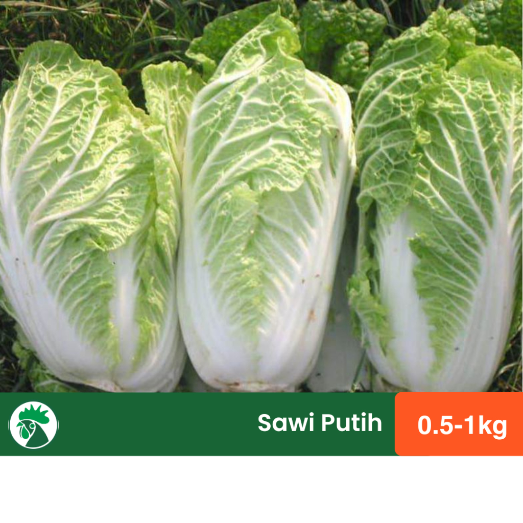 

Sayur Sawi Putih | Sayur Segar