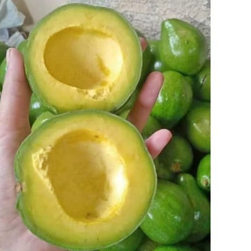 

alpukat mentega super