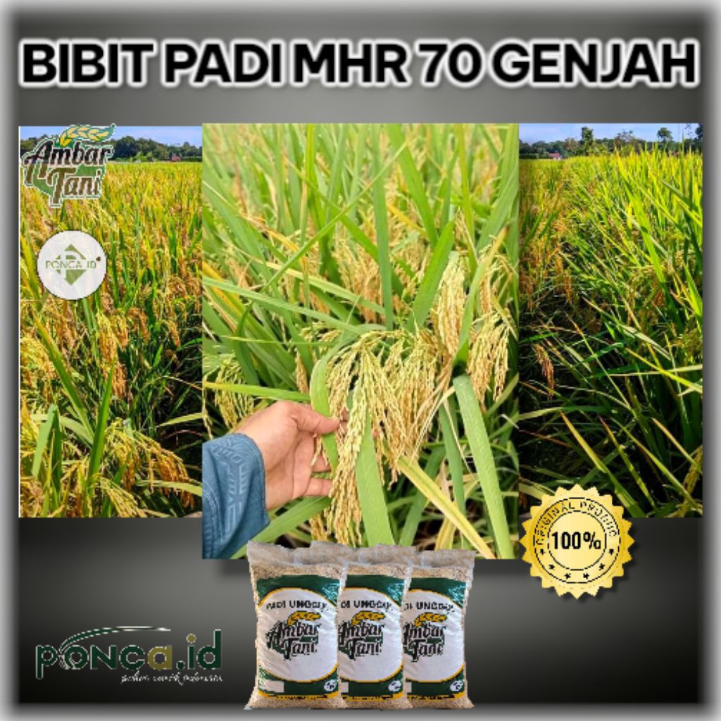 BIBIT PADI MHR 70 GENJAH KEMASAN 5KG BENIH PADI GENJAH ORIGINAL
