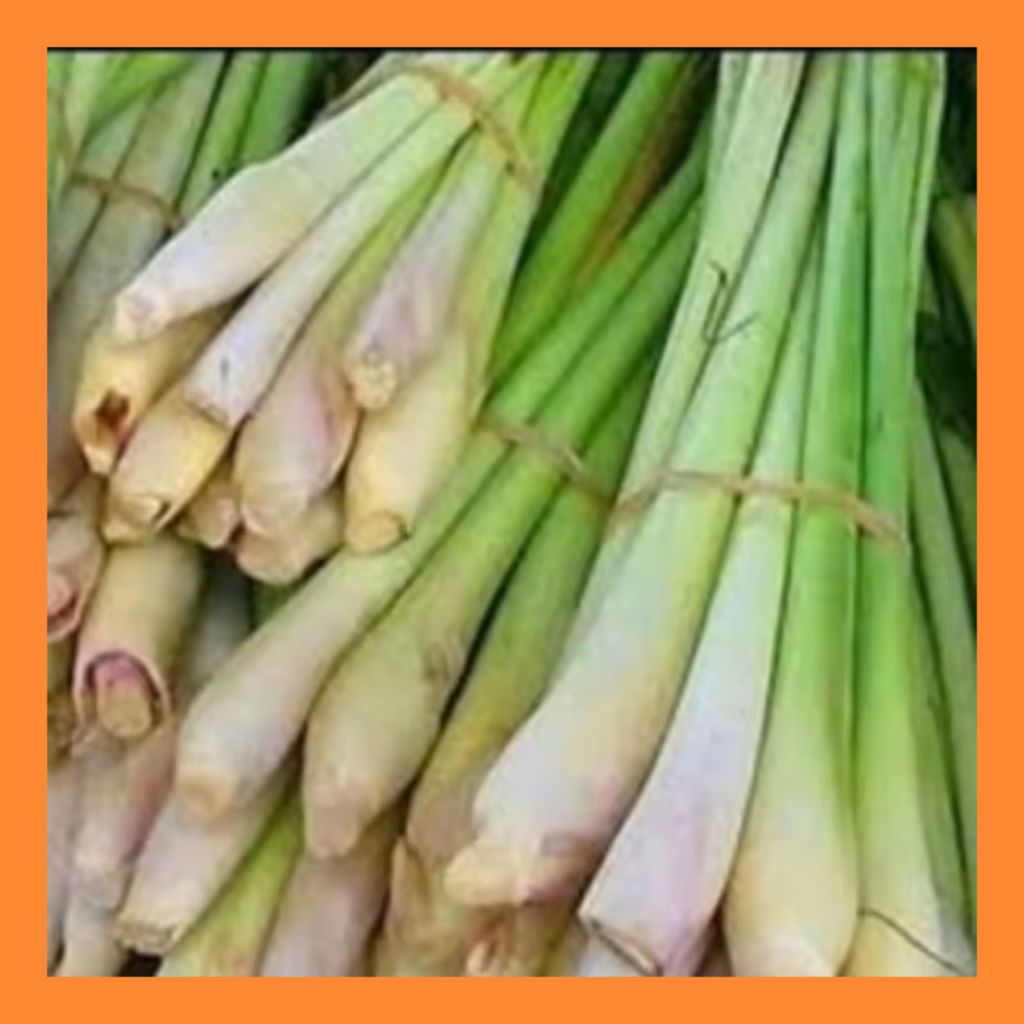 

sereh serei serai segar 500 gram