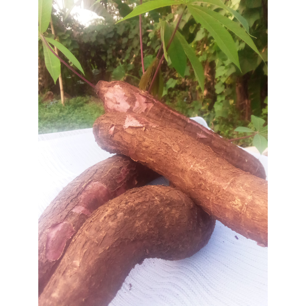 

singkong kulit merah pulen 1KG cocok buat jualan harga termurah