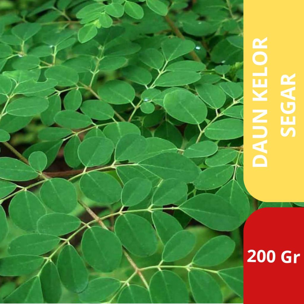 

Daun Kelor Segar 200 gram