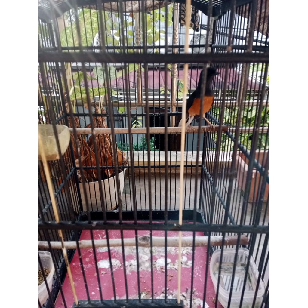 Murai Betina Fighter Mapan