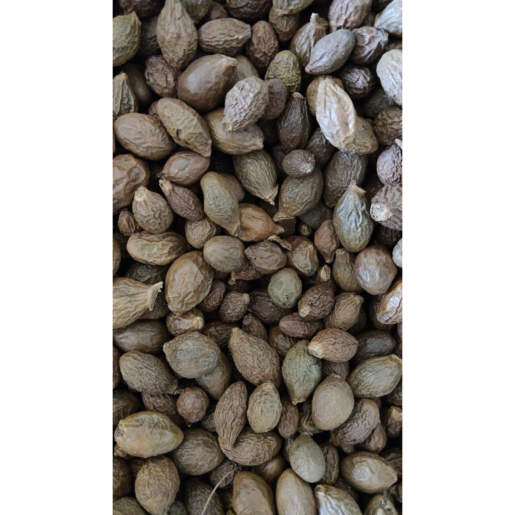 

Buah Tempayang kering 1 Kg / Buah Kembang semangkuk / Herbal Alami untuk kesehatan & Minuman segar