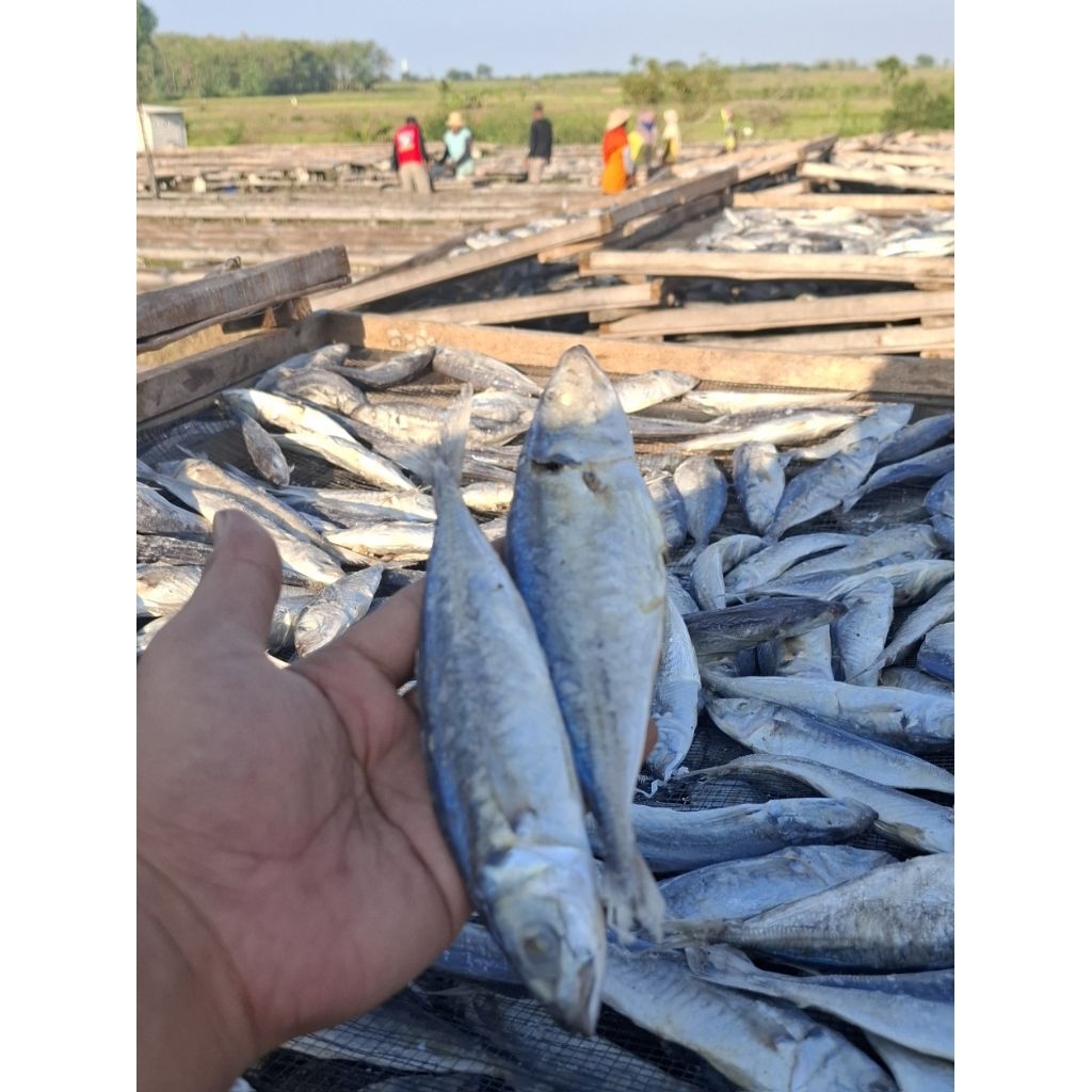 

Ikan Asin Kembung Layang Pindang Kering Gurih 1Kg/1000gram Asli Pesisir Laut Sarang Rembang