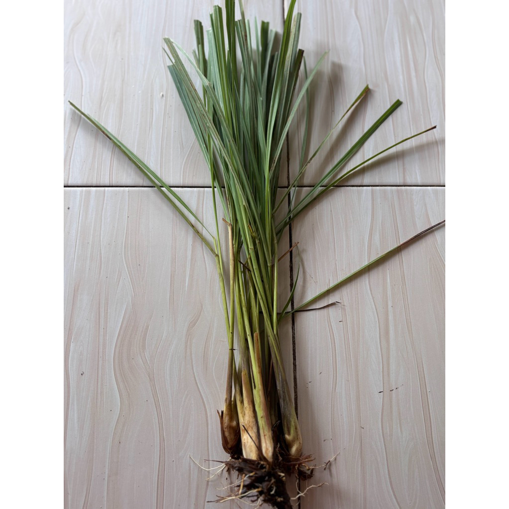 

SERAI/SEREH ISI 5 TANGKAI