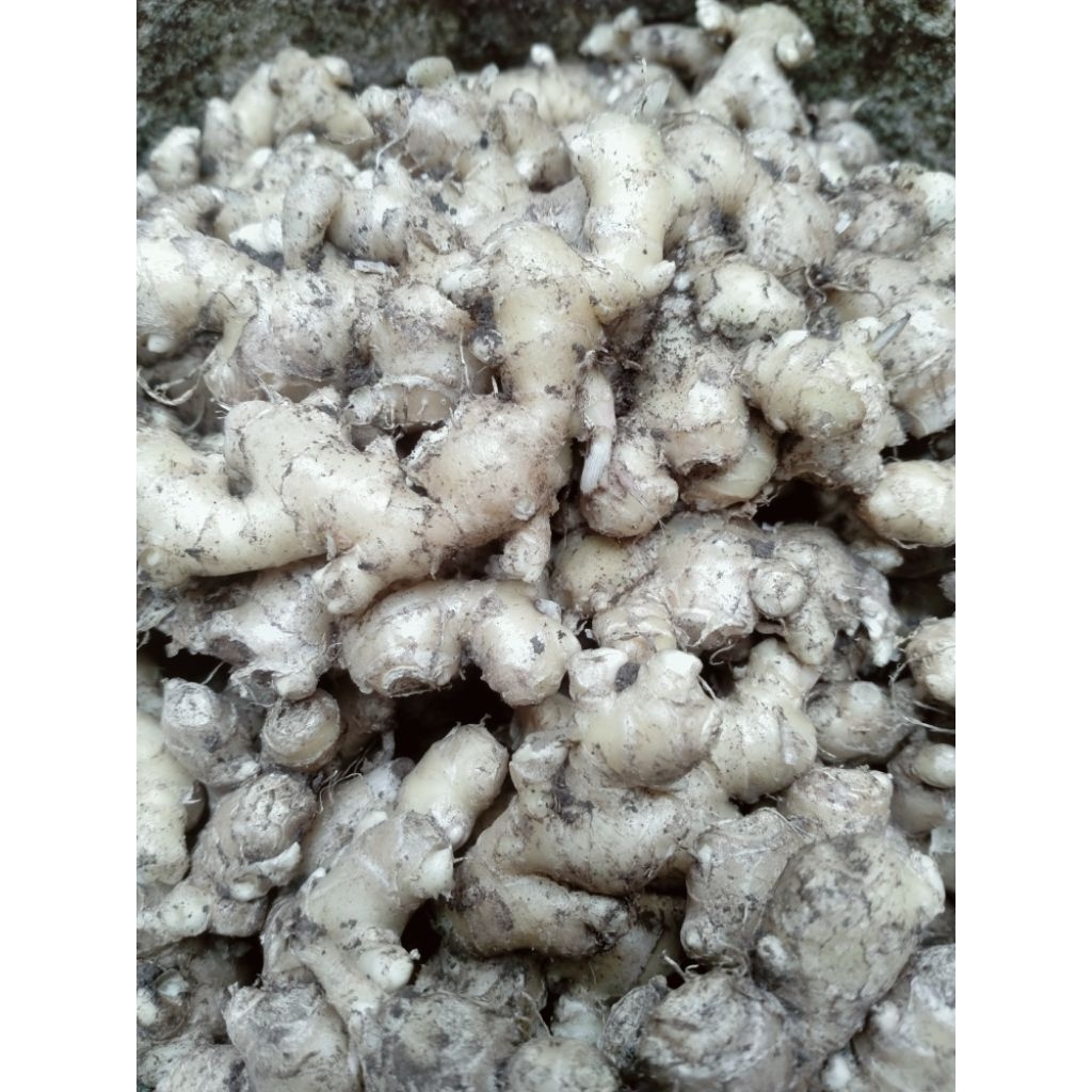 

Jahe emprit 1kg bersih