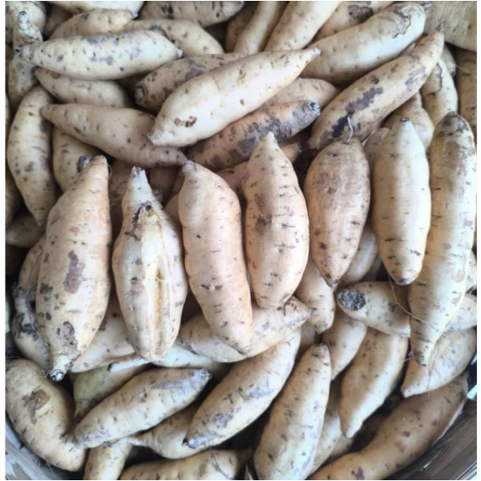 

telo Cilembu Jabar Lebih Lumur Pulen Manis / Ubi Manohara