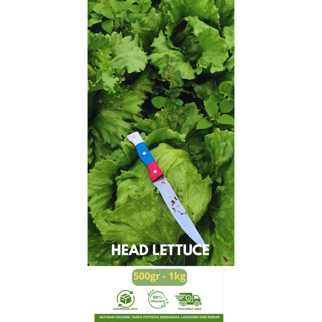 

Head lettuce