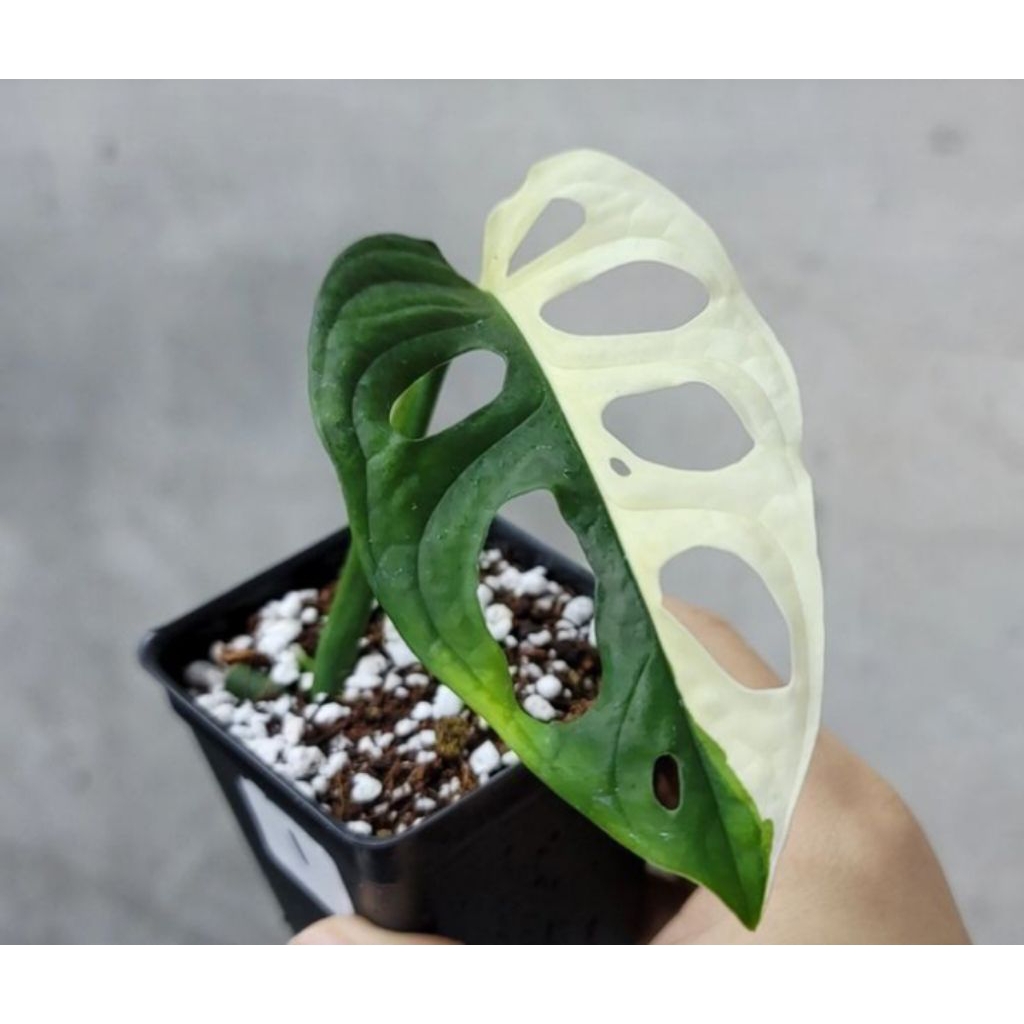 tanaman hias janda bolong varigata - monstera varigata monstera albino