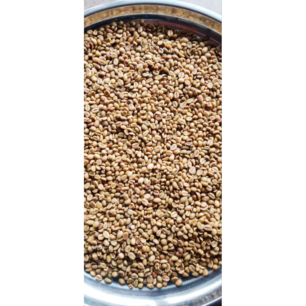 

greenbean excelsa bersih kopi nangka bersih dari kulit dan defect 1 kilo gram