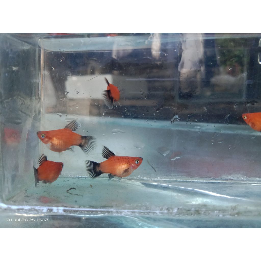 hiasan aquarium platy wagtail