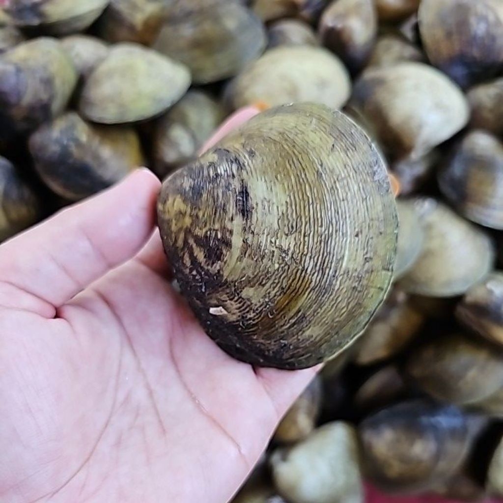 KERANG TOTOK HIDUP 1KG