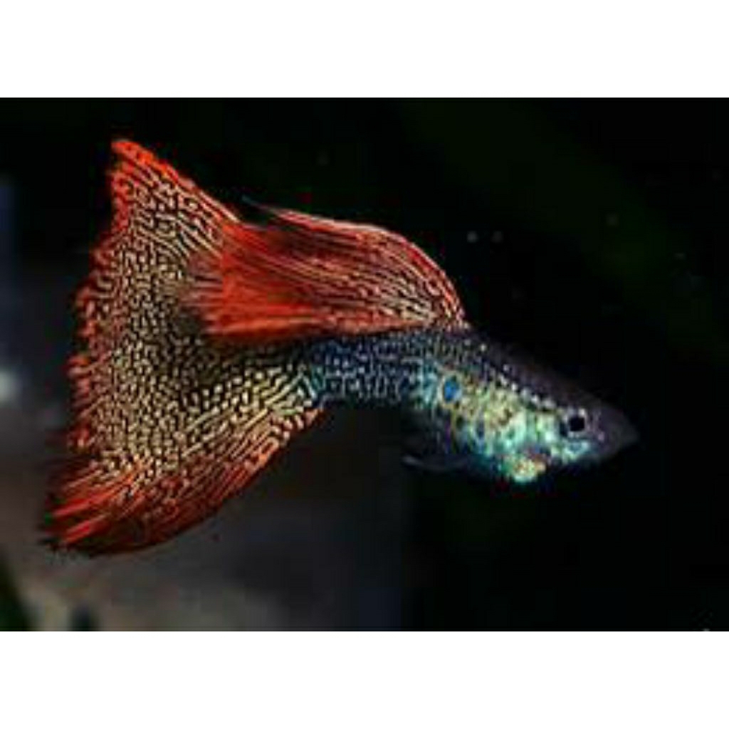 paket isi 20 cendolan guppy black cobra mix hiasan aquarium dan aquascape cantik