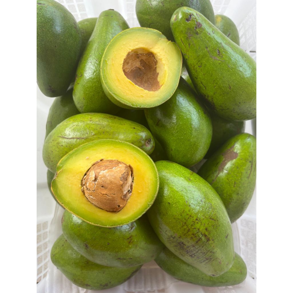 

Alpukat Mentega Lampung