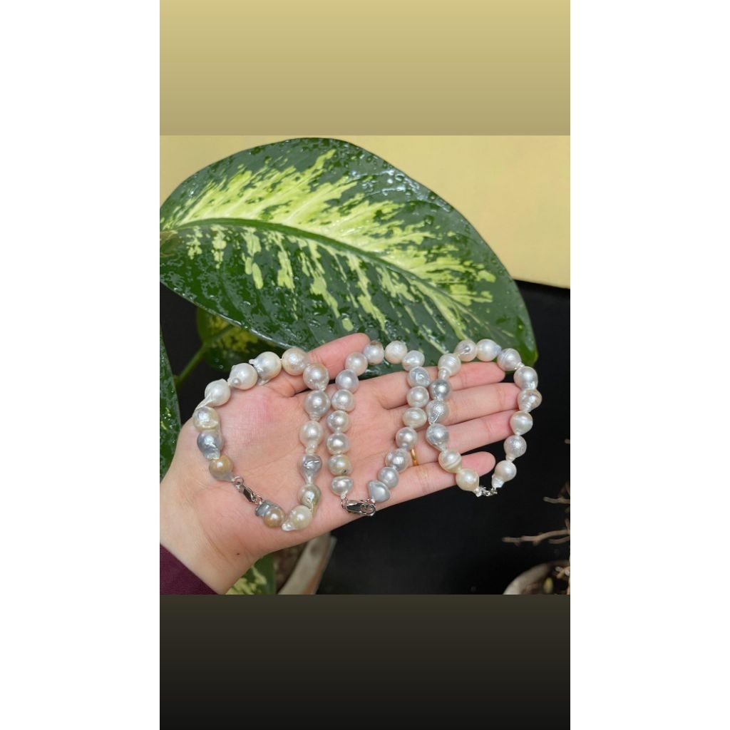 mutiara air laut asli