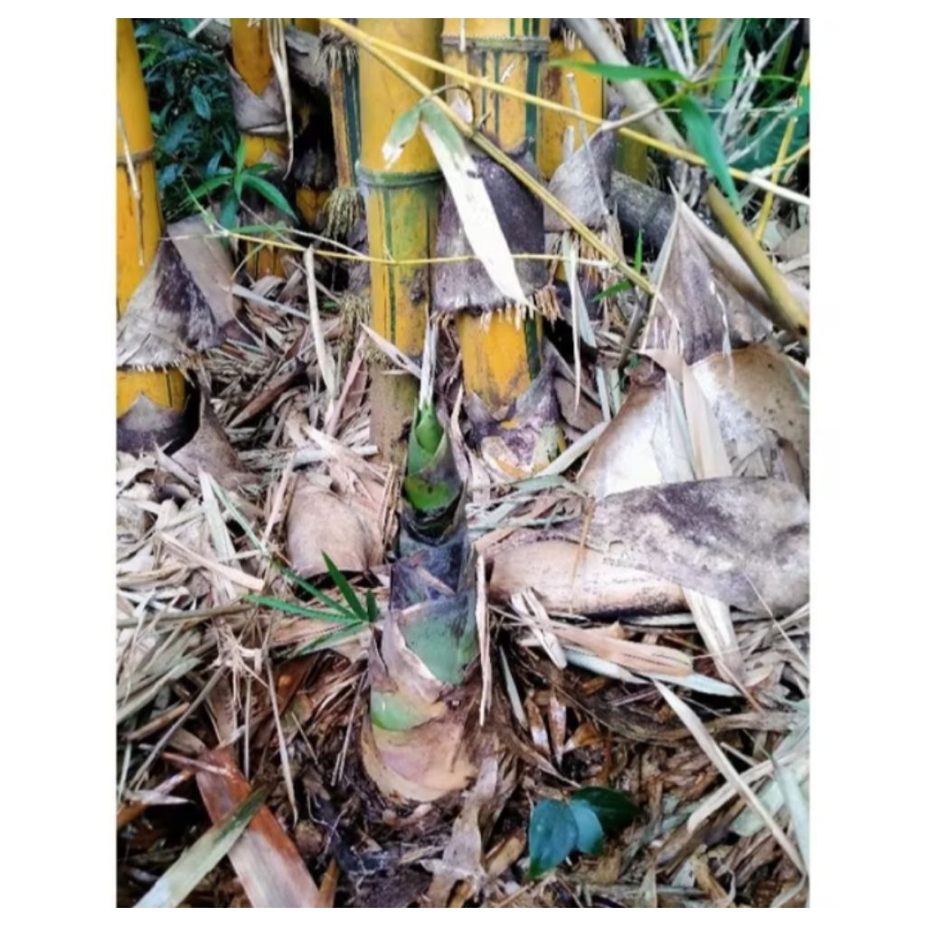 

Rebung Bambu Kuning Segar Asli 250 gm